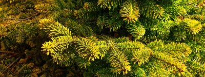 dwarf-pine-3282823_1280 dwarf-pine-3282823_1280